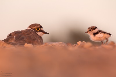 Flussregenpfeifer und Küken Flussregenpfeifer Kiesbank Lechtal