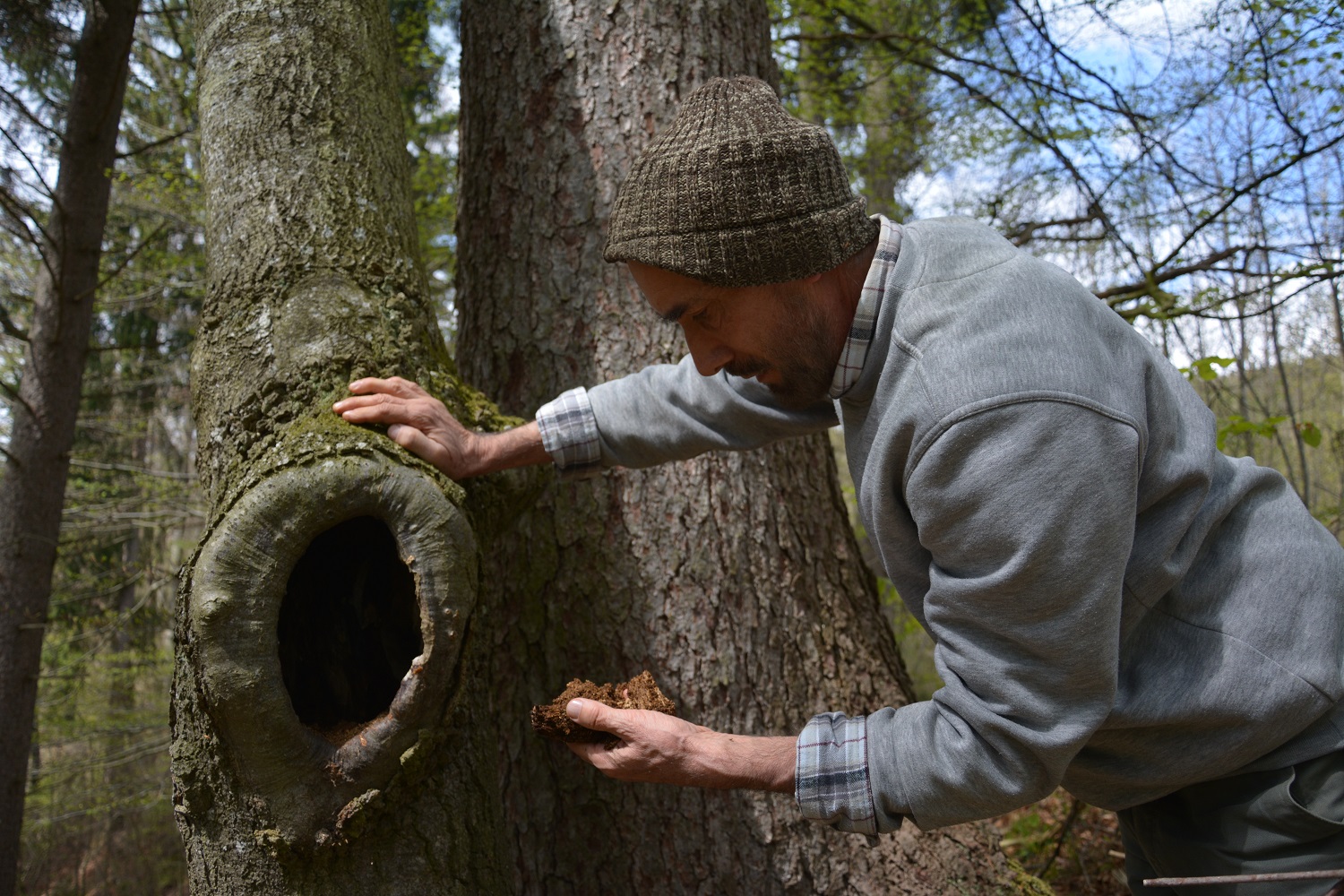 Wissenschaftler an Totholz Totholz Mulmhöhle Eremit Lechtal Waldnaturschutz