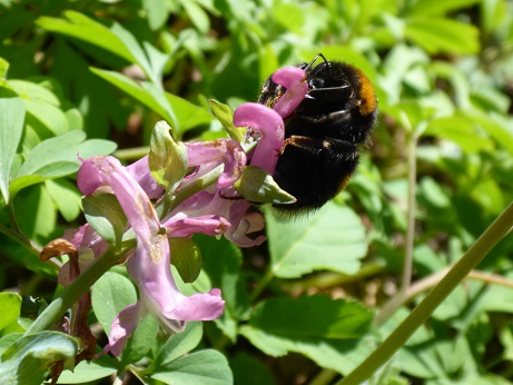 Der hohle Lerchensporn mit Hummel